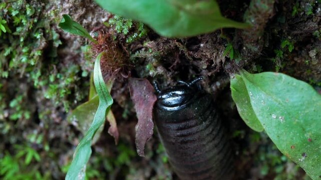 Black millipede crawling across moss covered rock in tropical forest
