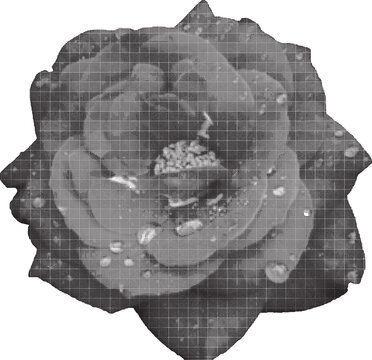 Halftone rose flower vector illustration retro dot pattern design