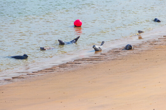 Wild harbor seals (Phoca vitulina) resting on the coastal sand beach of the North Sea in Ostend, Belgium