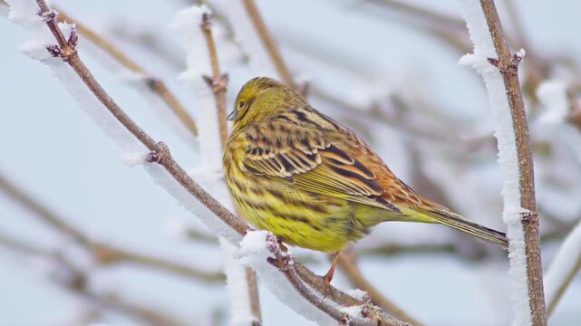 Yellowhammer foraging for food at a frosty woodland edge in winter, Germany, male European wild bird in morning light, 4K