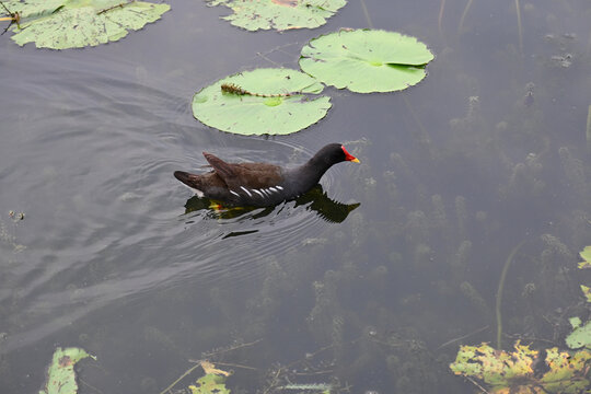 Common Moorhen Swimming in Pond Among Lily Pads