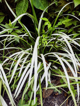 Variegated Ornamental Grass in Lush Garden Foliage