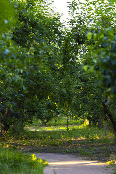 Green Orchard Path in Summer Light