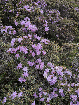 Pink Rhododendron Blossoms on Lush Mountain Shrubs