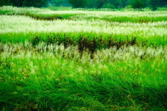 Lush Green Meadow with White Wild Grasses