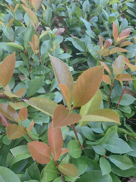 Lush red tip photinia leaves with fresh bronze and green foliage