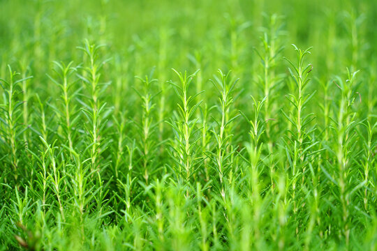 Fresh Rosemary Plants in Green Garden