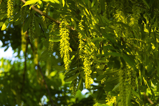 Sunlit Green Tree Catkins and Fresh Leaves in Spring