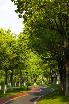 Tranquil Tree-Lined Pathway in a Lush Urban Park