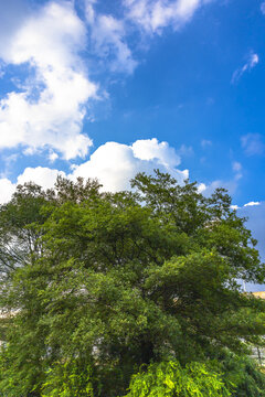 Lush Green Trees Under Blue Sky With White Clouds