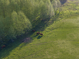 Green pasture with grazing cattle and shadows © AlexGo