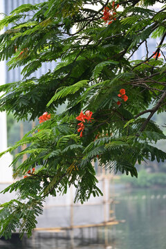 Tropical Tree Branch with Red Flowers