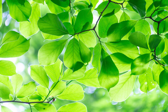 Sunlit Green Leaves on Tree Branches