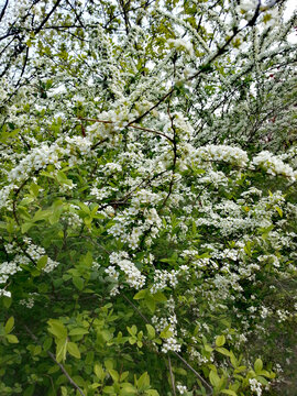 Lush White Spring Blossoms on Leafy Branches
