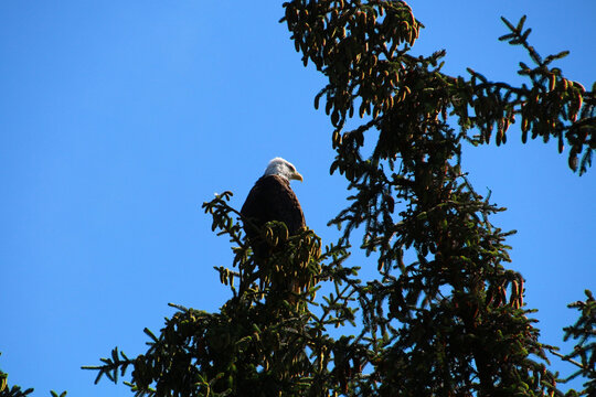 Bald eagle in a tree, Alaska, United States  