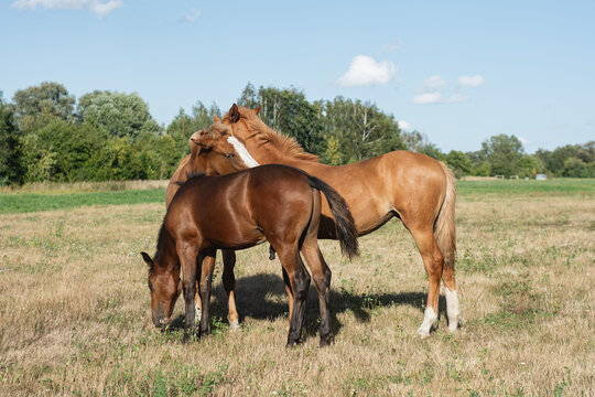 Brown horses with foal grazing together on rural field pasture. Agriculture livestock breeding, organic horse farming and equine husbandry concept for veterinary banner or country lifestyle design.