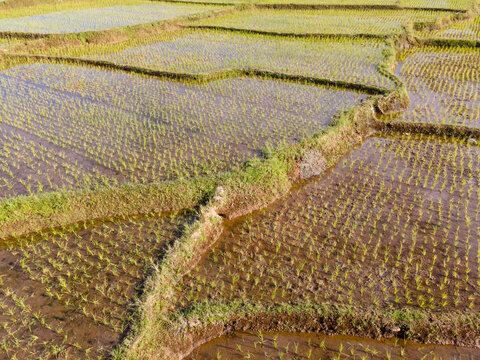 Aerial Scenery of Terraced Rice Fields After Rice Planting in a Rural Area of Karanglewas, Indonesia. Fresh Agricultural Patterns Create a Peaceful Green Landscape Surrounded by the Countryside.
