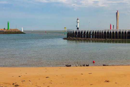Group of wild harbor seals resting on a sandy beach with wooden pier and lighthouse in the background in Ostend, Belgium