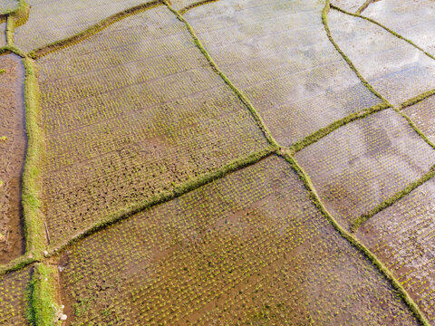 Aerial Scenery of Terraced Rice Fields After Rice Planting in a Rural Area of Karanglewas, Indonesia. Fresh Agricultural Patterns Create a Peaceful Green Landscape Surrounded by the Countryside.