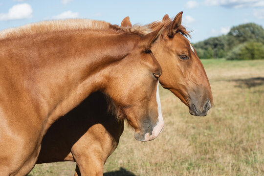 Two brown horses standing together side by side on rural field pasture. Agriculture breeding, equestrian friendship or animal farm husbandry concept for veterinary banner.