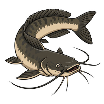 Detailed vector illustration of a swimming catfish