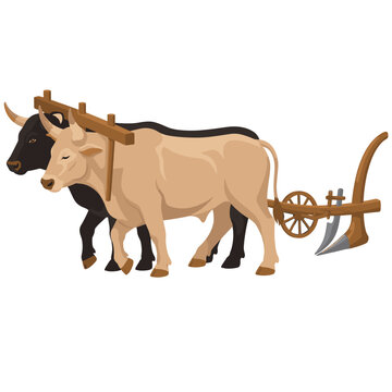 Oxen plowing field with traditional wooden plow