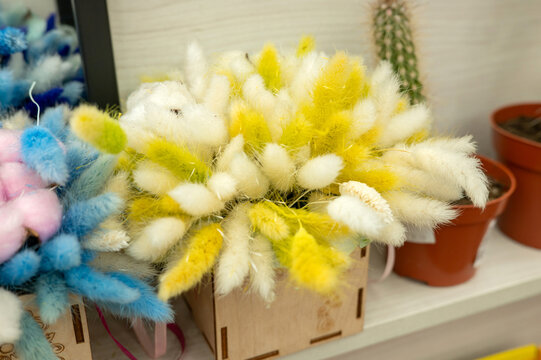 Colorful dried lagurus arrangement in wooden box display