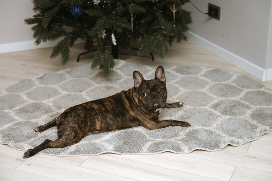 Brindle french bulldog relaxing on rug near decorated christmas tree