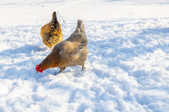Two Chickens Foraging in Fresh Winter Snow