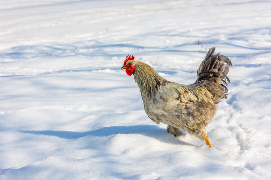 Rooster Standing in Snowy Landscape on Bright Winter Day