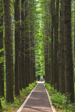 Peaceful Tree Lined Forest Path in Spring