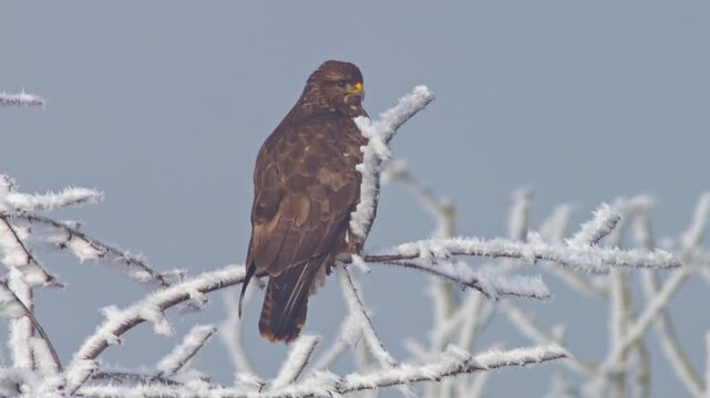 Common Buzzard actively hunting at a frosty woodland edge in winter, Germany, bird of prey searching for survival in 4K