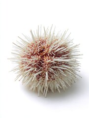 Fototapeta premium Macro Studio Shot Of A White Sea Urchin Isolated On A Clean White Background