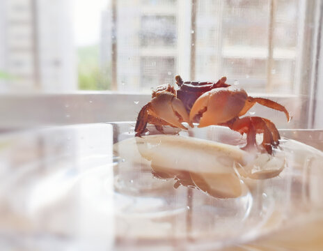 Red fiddler crab in shallow water with reflection by window