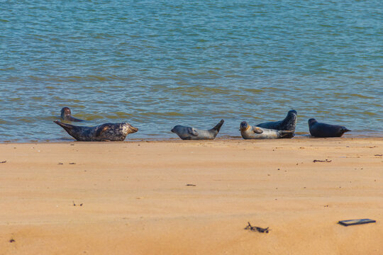 Wild harbor seals (Phoca vitulina) resting on the coastal sand beach of the North Sea in Ostend, Belgium
