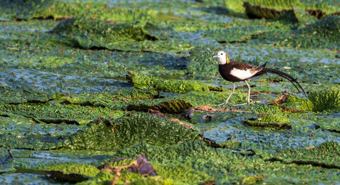 Pheasant-tailed Jacana Walking on Water Lily Leaves in Tropical Wetland