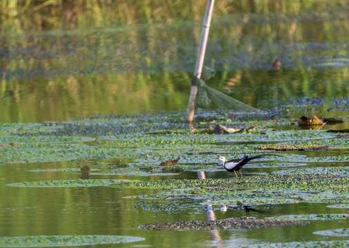 Pheasant-tailed jacana on floating wetland vegetation