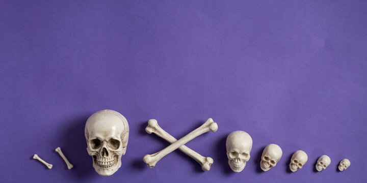 Skulls and Crossbones on Purple Background