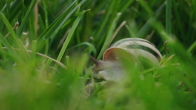 Striped Land Snail Moving Through Green Grass in Close-Up