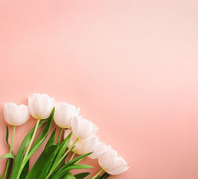White tulips laying flat on a pastel pink background, forming a beautiful floral border for spring, purity, and celebration concepts