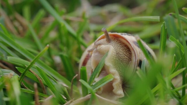 Land Snail Emerging Through Green Grass in Close-Up