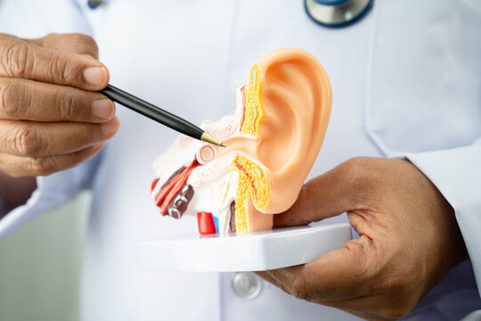 Asian doctor holding human ear model to learn and treat hearing loss in patient.