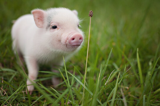Cute tiny piglet standing in lush green grass