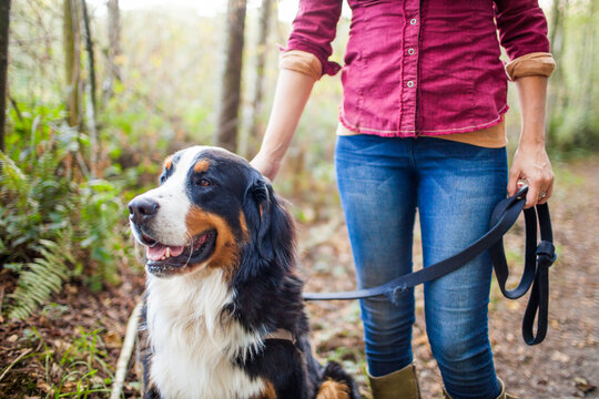 Cropped view of fit woman walking her dog, holding dog leash