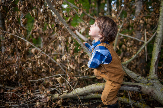 Outdoor portrait of a young boy looking up at the forest while