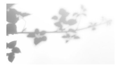Obraz premium Frame with tree and leaf shadows, featuring grain and noise texture on a transparent background for your mockup