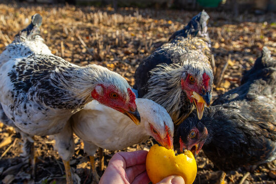 Chickens pecking yellow fruit from human hand