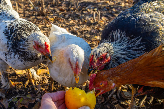 Chickens Pecking Fruit From Hand in Natural Setting