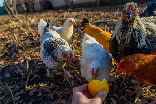 Hand Feeding Chickens Yellow Fruit Outdoors