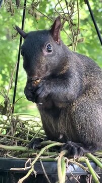 Black Squirrel Eating Food in Hanging Plant Pot
